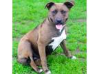 Adopt Cookie 24-02-122 a Pit Bull Terrier