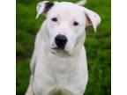 Adopt Maura 24-02-133 a Pit Bull Terrier