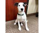 Adopt Roxie 24-03-047 a Pit Bull Terrier