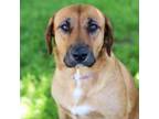 Adopt ZOE 24-01-062 a Labrador Retriever