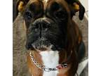 Boxer Puppy for sale in Annandale, MN, USA