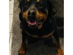 Rottweiler Puppy for sale in Annandale, MN, USA