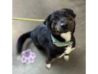 Adopt Foxy a Australian Cattle Dog / Blue Heeler, Black Labrador Retriever