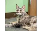 Adopt Mickey a Domestic Short Hair