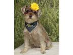 Adopt Cocoa Bean a Schnauzer, Shih Tzu