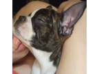 Boston Terrier Puppy for sale in Lumberport, WV, USA