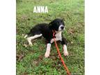Adopt Anna (Elsa's Puppies) a Labrador Retriever, Hound
