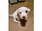 Adopt Wynona a Staffordshire Bull Terrier, Border Collie