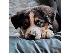 Australian Shepherd Puppy for sale in Chehalis, WA, USA