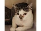 Adopt Larkin a Domestic Short Hair