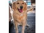 Adopt Rosanna a Golden Retriever