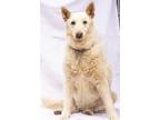 Adopt Savannah a Shepherd, Siberian Husky