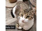 Adopt Baby Girl a Domestic Short Hair