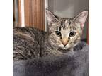 Adopt Polly a Domestic Short Hair