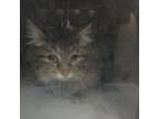 Adopt DUCHESS a Domestic Short Hair