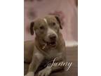 Adopt Sunny a Labrador Retriever, Mixed Breed