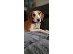 Adopt Holly a American Foxhound