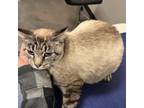 Adopt Cleo a Domestic Short Hair