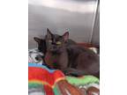 Adopt Cypress a Domestic Short Hair