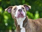 Adopt THEODORA a Pit Bull Terrier