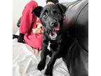Adopt Roxy a Black Labrador Retriever, Border Collie
