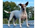 Adopt Two face aka Half and half a Jack Russell Terrier