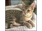 Adopt Topsy a Domestic Short Hair, Tabby