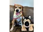 Adopt Sabrina Duncan The Tiny Beagle Mix a Beagle, Boxer