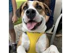 Adopt Asia a Beagle