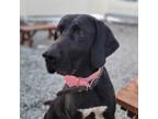 Adopt Kami a Black Labrador Retriever