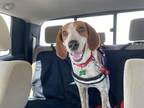 Adopt Trix a Beagle, Hound