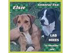Adopt Elsie a Yellow Labrador Retriever