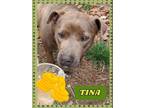 Adopt Tina a Pit Bull Terrier