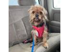 Adopt Justice a Yorkshire Terrier, Wirehaired Terrier