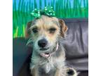 Adopt Lilly a Cairn Terrier