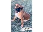 Adopt Dottie a Mastiff