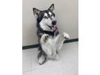 Adopt Dally Zeen a Siberian Husky, Alaskan Malamute