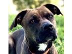 Adopt Echo a Boxer, Weimaraner