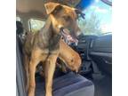 Adopt Sarita a Doberman Pinscher, Shepherd