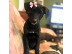 Adopt Tajin - Shy but sweet puppy! Good with dogs and cats! $150 Adoption Fee!