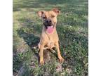 Adopt Lotus a Black Mouth Cur