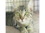 Adopt Milly a Tabby, Domestic Short Hair