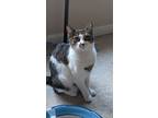 Adopt Daisy a Domestic Short Hair