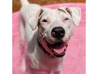 Adopt Tetra a Australian Cattle Dog / Blue Heeler, Pit Bull Terrier