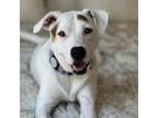 Adopt Tetra a Australian Cattle Dog / Blue Heeler, Pit Bull Terrier