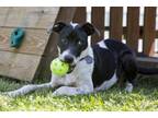 Adopt Jill a Labrador Retriever, Pointer