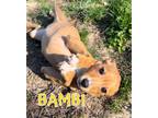 Adopt Bambi a Dachshund, Beagle