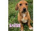 Adopt Barbie a Dachshund, Beagle