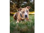 Adopt Dune a Pit Bull Terrier