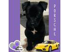 Adopt Porsche - Vehicle Litter a Labrador Retriever, Pit Bull Terrier